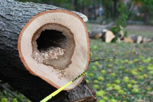 Not pictured: cavities, bullies, the GOP political platform. Zing!