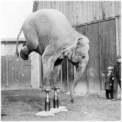 Elephant balancing