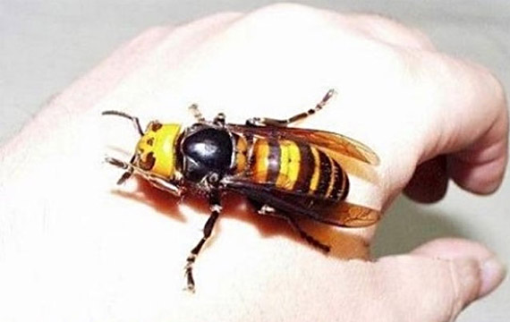 Japanese Giant Hornet